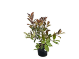 Blýskavka Fraserova Red Robin, výška 40–70 cm, květináč 3 l