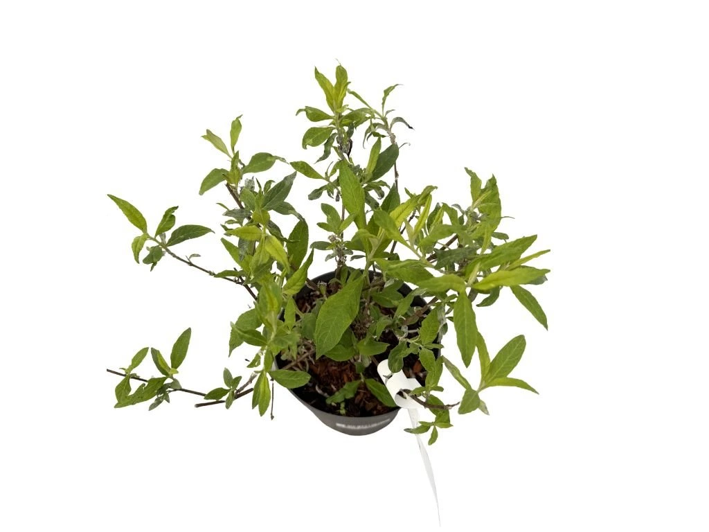 Komule Davidova Duo růžovobílá, výška 20–40 cm, květináč 17 cm