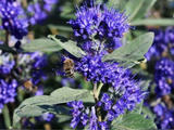 Ořechoplodec klandonský Kew Blue, výška 20–30 cm, květináč 15 cm