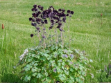 Orlíček obecný Black Barlow, květináč 11 cm