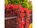 Blýskavka fraserová Carre Rouge, výška 50–70 cm, kvetináč 10 l