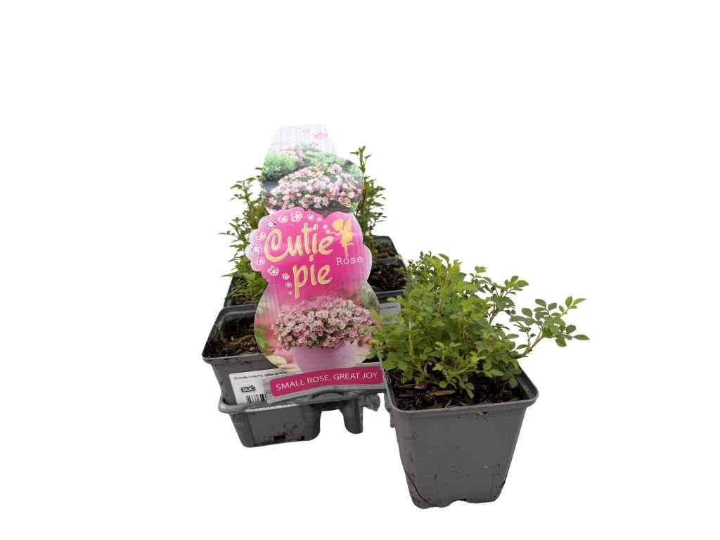 Minirůže Cutie Pie, výška 10–15 cm, květináč 9 cm