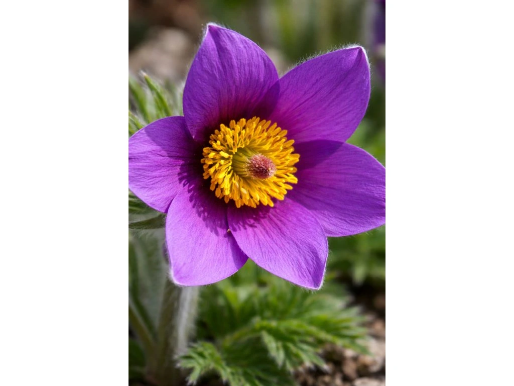 Koniklec obecný Pinwheel Blue Violet, květináč 9 cm