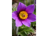 Koniklec obecný Pinwheel Blue Violet, květináč 9 cm