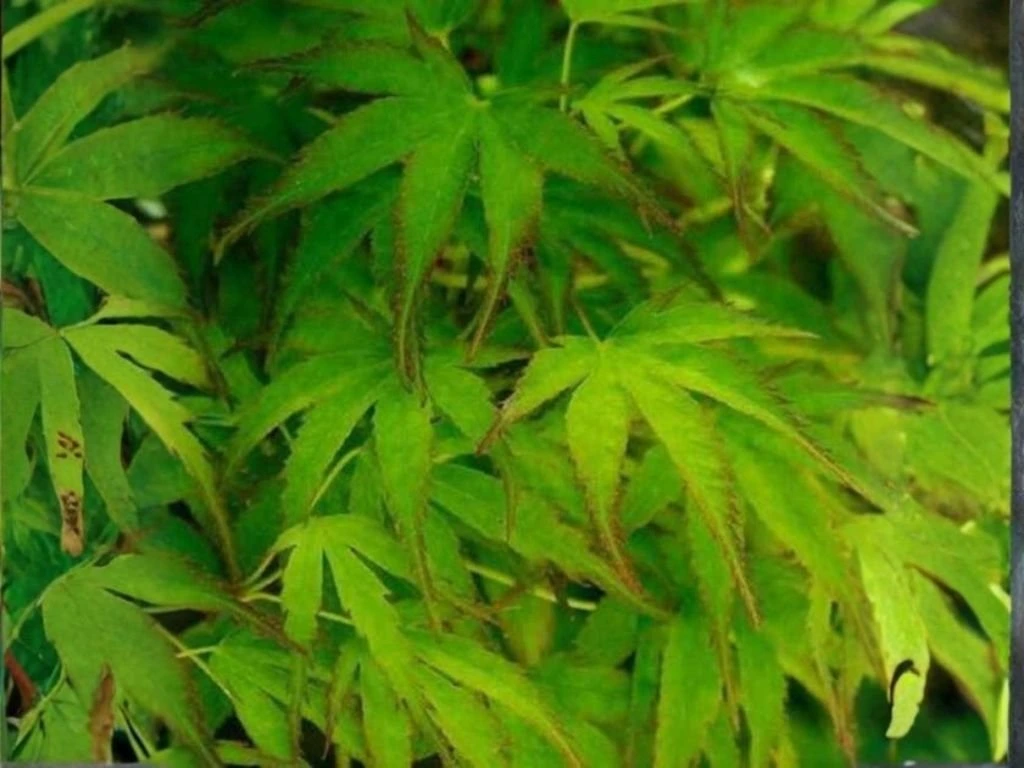 Javor dlanitolistý Going Green, výška 20–40 cm, květináč 10 cm