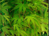 Javor dlanitolistý Going Green, výška 20–40 cm, květináč 10 cm