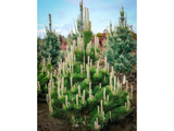 Borovice černá Oregon Green, výška 60–80 cm, květináč 12 l