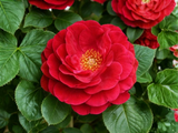 Růže popínavá Ruby Queen, výška 50–60 cm, květináč 1,5 l