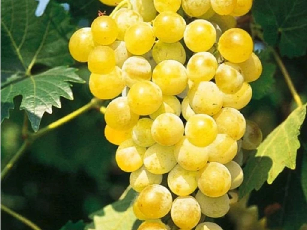 Réva vinná stolní Muškát Pölöskei, vyvázaná, výška 150–175 cm, květináč 5 l