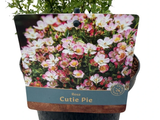 Minirůže Cutie Pie, výška 20–30 cm, květináč 17 cm