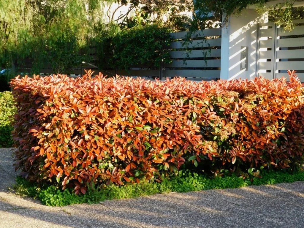 Blýskavka Fraserova Red Robin, výška 100–130 cm, květináč 15 l