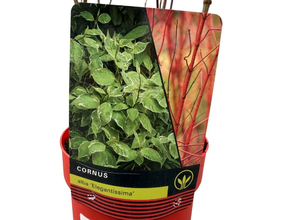 Svída bílá Elegantissima, výška 30–40 cm, květináč 14 cm