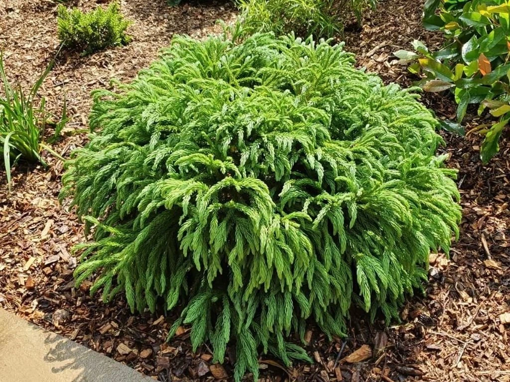 Kryptomérie japonská Globosa Nana, výška 60–70 cm, květináč 45 l