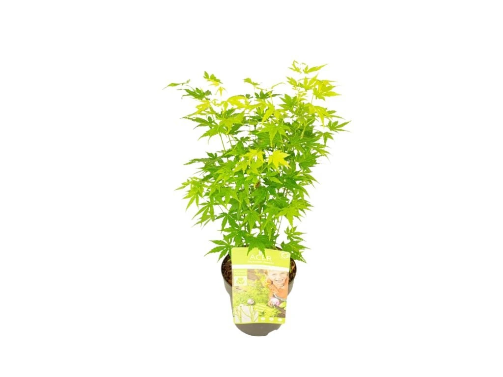 Javor dlanitolistý Going Green, výška 20–40 cm, květináč 10 cm