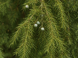 Jalovec obecný Oblonga Pendula na kmínku, výška 50–60 cm, květináč 5 l