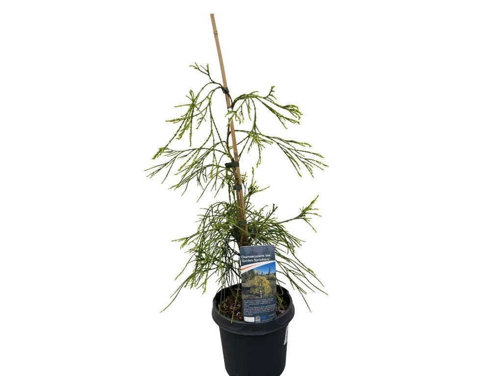 Cypřišek Lawsonův Golden Sprinklers, výška 30–50 cm, květináč 19 cm