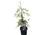 Cypřišek Lawsonův Golden Sprinklers, výška 30–50 cm, květináč 19 cm