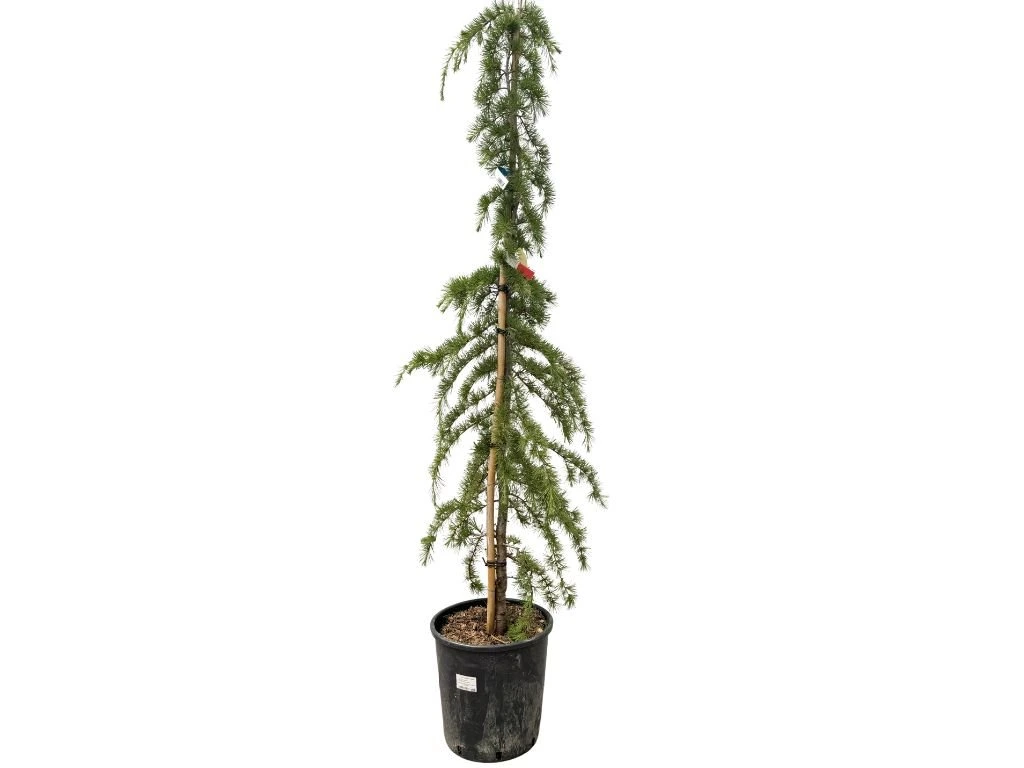 Cedr himálajský Pendula rozvětvený, výška 170-200 cm, květináč 25 l