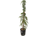 Cedr himálajský Pendula rozvětvený, výška 170-200 cm, květináč 25 l
