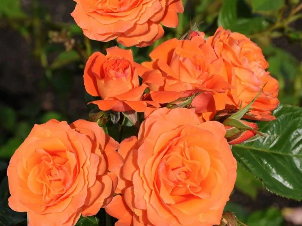 Růže popínavá Orange Queen, výška 50–60 cm, květináč 1,5 l