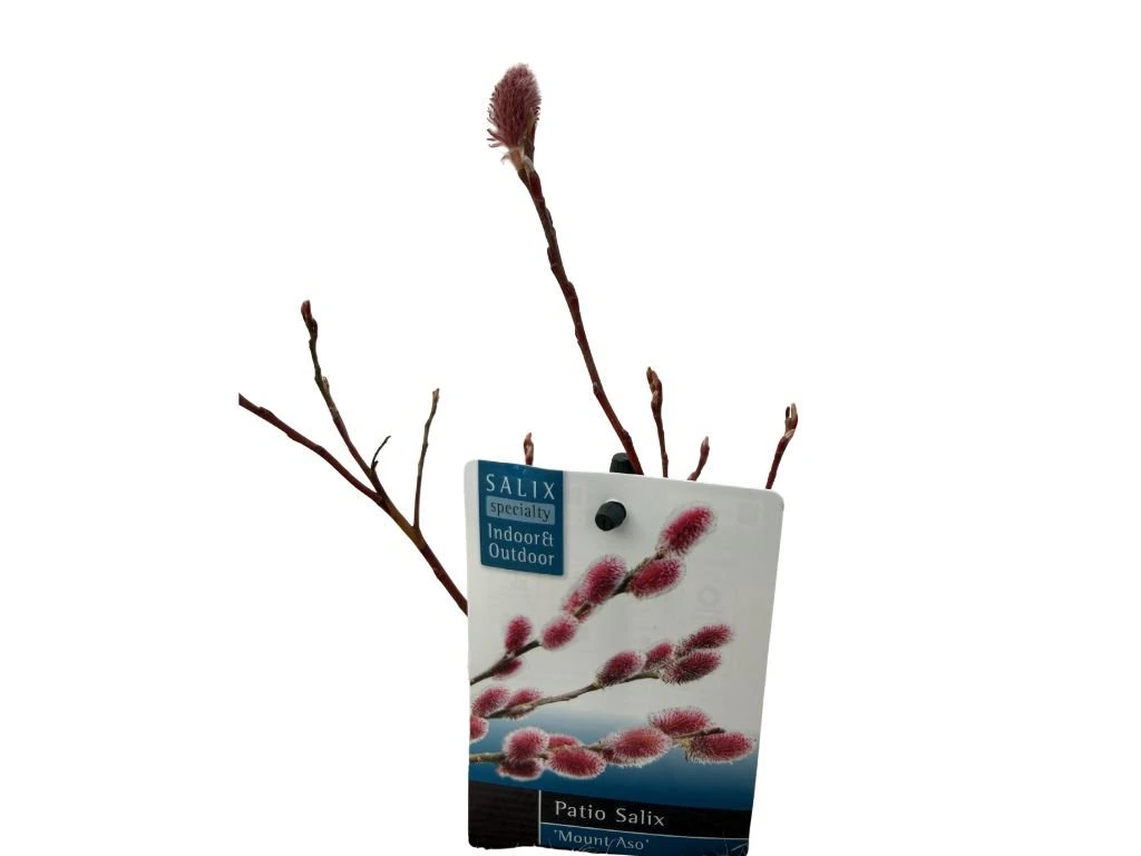 Vrba štíhlopestíková Mount Aso, výška 20–40 cm, květináč 12 cm