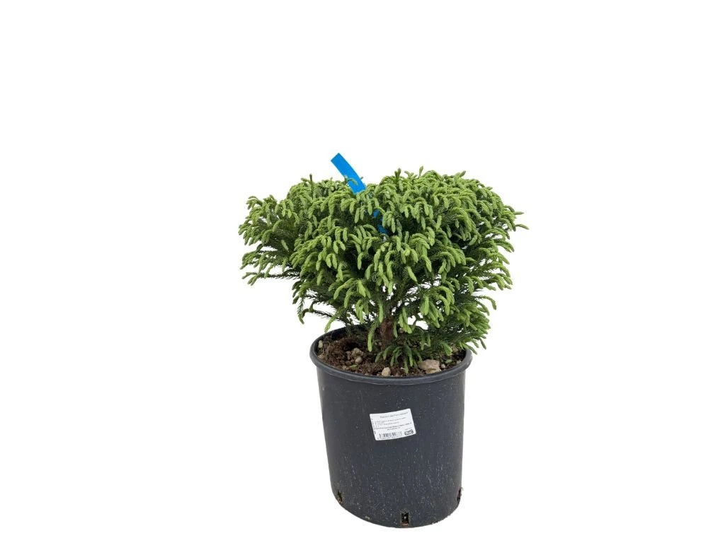Kryptomerie japonská Globosa Nana, výška cca 30 cm, květináč 10 l