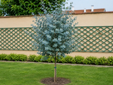 Eukalyptus gunnii Azura na 170–180 cm kmínku, výška 230–270 cm, květináč 9 l, vysokokmen