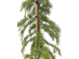 Cedr himálajský Pendula rozvětvený, výška 170-200 cm, květináč 25 l