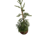Sekvojovec mamutí Pendulum, výška 70–100 cm, květináč 15 l