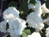 Kalina japonská Grandiflorum, výška 20–40 cm, květináč 2 l