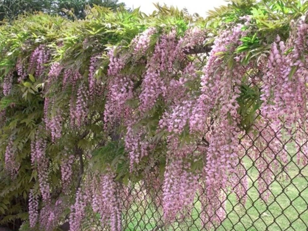 Vistárie květnatá Rosea, výška 50–70 cm, květináč 15 cm