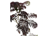 Albízie růžová Summer Chocolate, výška 100–150 cm, květináč 9–10 l
