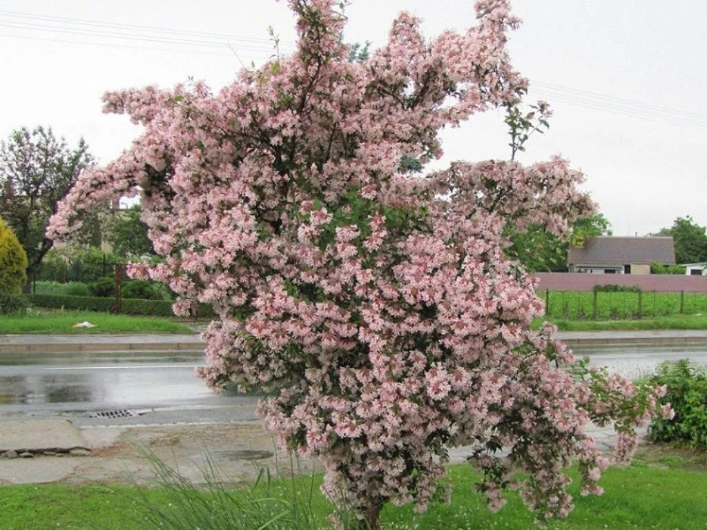 Kolkvície sličná Pink Cloud, výška 20–30 cm, květináč 2 l