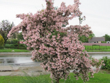 Kolkvície sličná Pink Cloud, výška 20–30 cm, květináč 2 l