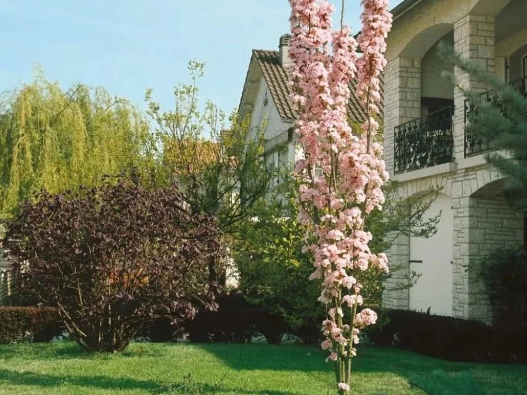 Okrasná třešeň Amanogawa, výška 50–80 cm, květináč 23 cm