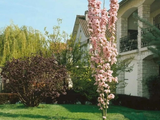 Okrasná třešeň Amanogawa, výška 50–80 cm, květináč 23 cm