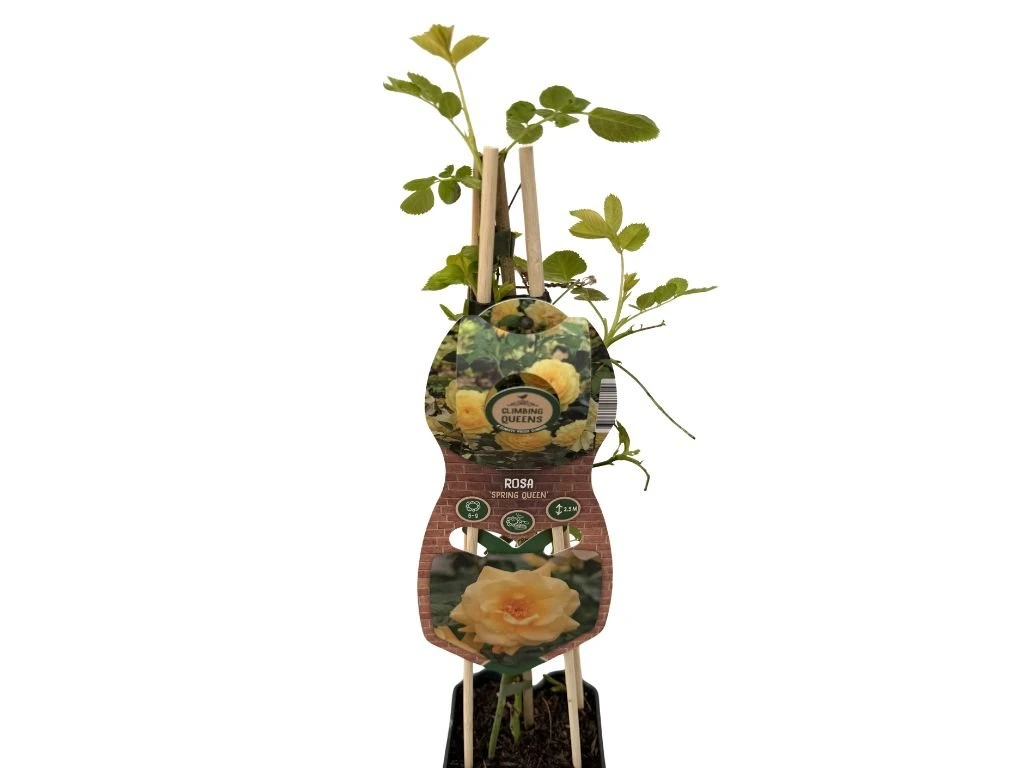 Růže popínavá Spring Queen, výška 50–60 cm, květináč 1,5 l