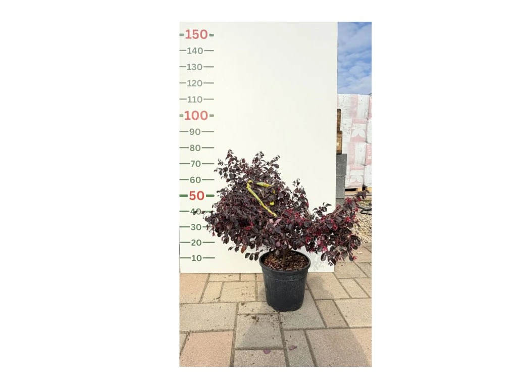 Vilín čínský Black Pearl, výška 30–50 cm, květináč 9 l