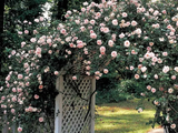 Růže popínavá New Dawn, výška 50–60 cm, květináč 1,5 l