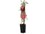 Růže popínavá Pauls Scarlet Climber, výška 50–60 cm, květináč 1,5 l