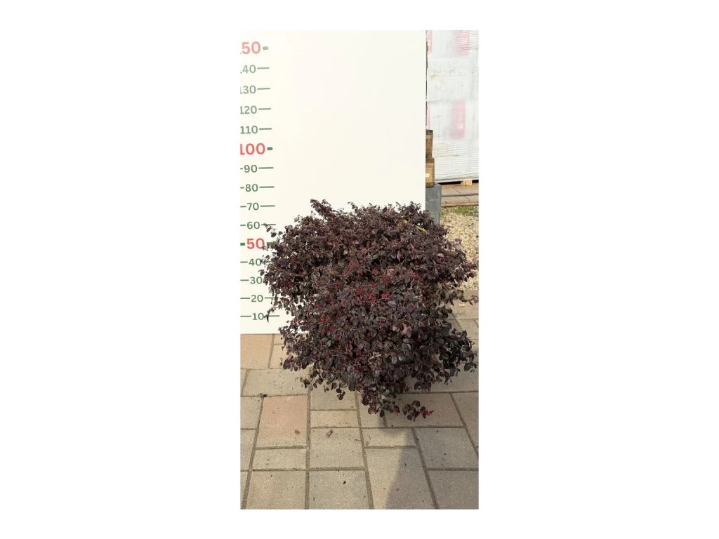 Loropetalum čínské Rubra, výška 60–70 cm, květináč 40 l