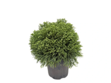 Kryptomérie japonská Globosa Nana, výška 60–70 cm, květináč 45 l