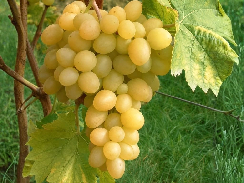 Réva vinná stolní Arkadia, vyvázaná, výška 150–175 cm, květináč 5 l