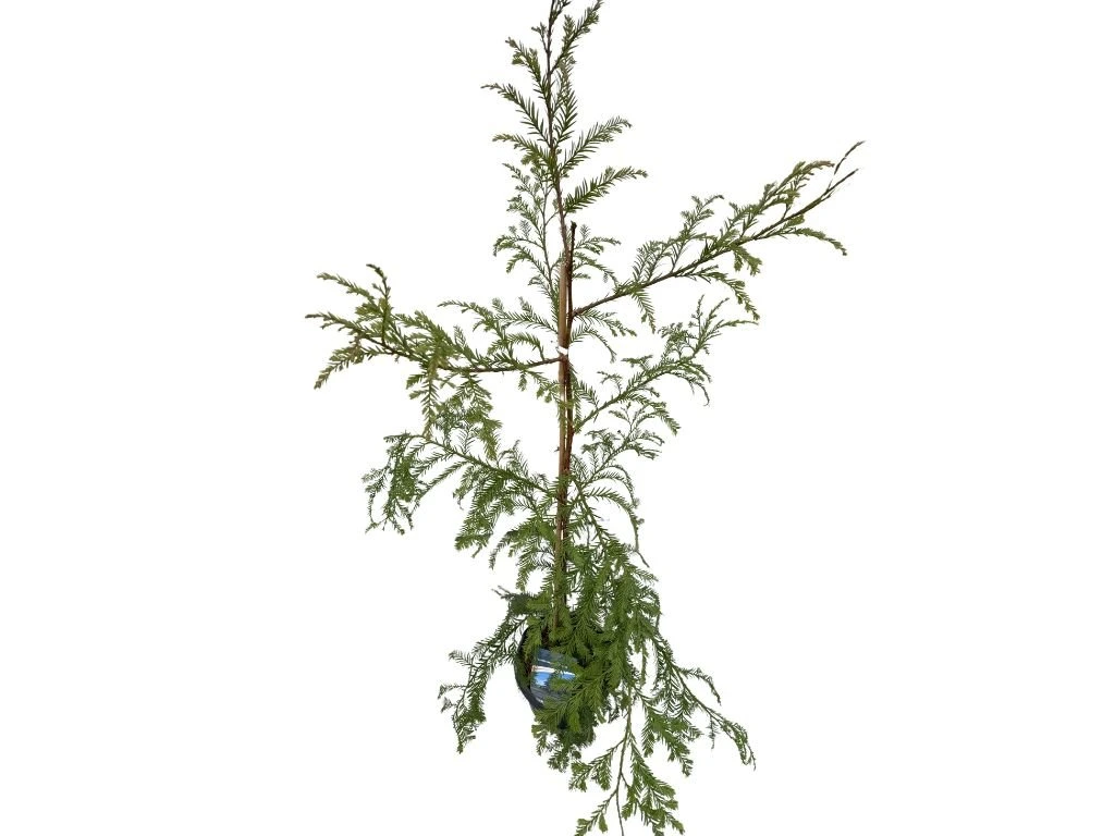 Sekvoj vždyzelený, výška 100–130 cm, květináč 5 l