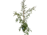 Sekvoj vždyzelený, výška 100–130 cm, květináč 5 l