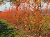 Lípa malolistá Winter Orange na kmínku 140–150 cm, výška 170–190 cm, květináč 5 l