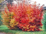 Kalina japonská Grandiflorum, výška 20–40 cm, květináč 2 l