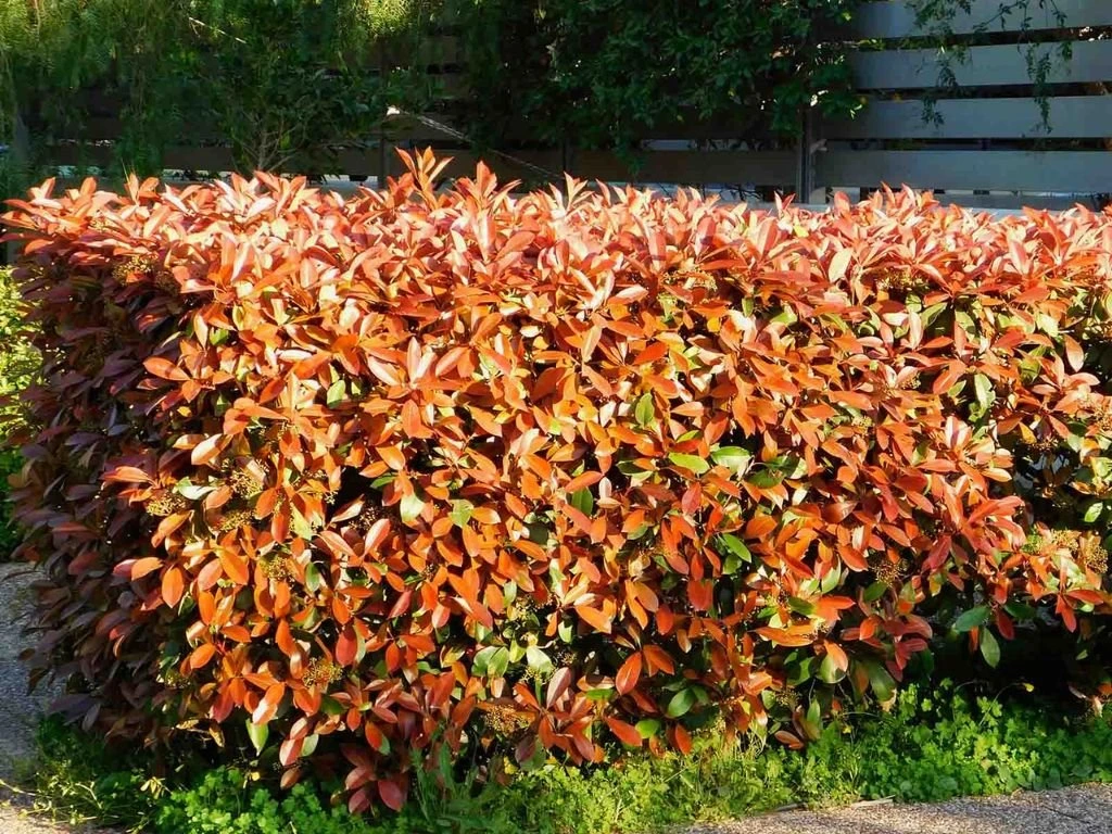 Blýskavka Fraserova Red Robin, výška 80–100 cm, květináč 9 l