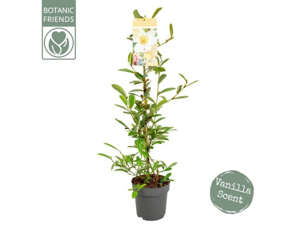 Magnólie velkokvětá Vanilla Pearls, výška 80–100 cm, květináč 19 cm