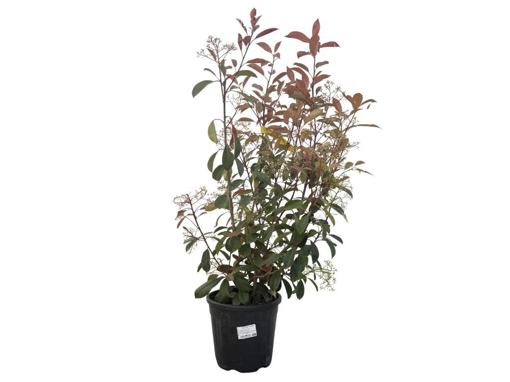 Blýskavka Fraserova Red Robin, výška 80–100 cm, květináč 9 l
